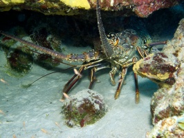 IMG 4043 Spiny Lobster